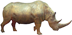 Krakow’s astonishing remains of the Ice-Age rhinoceros, a world-class curiosity